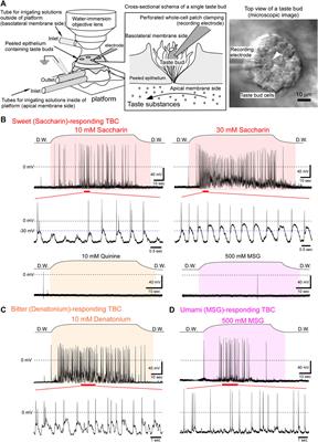 Taste Receptor Cells Generate Oscillating Receptor Potentials by Activating G Protein-Coupled Taste Receptors
